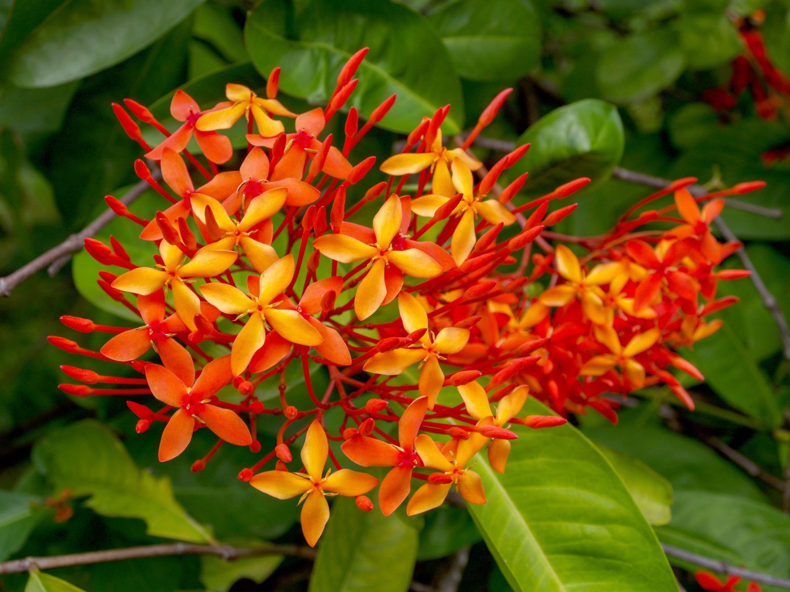 Cuban Flowers 18